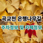 곡교천 은행나무길 주차장 및 은행잎 상황 주변 카페정보